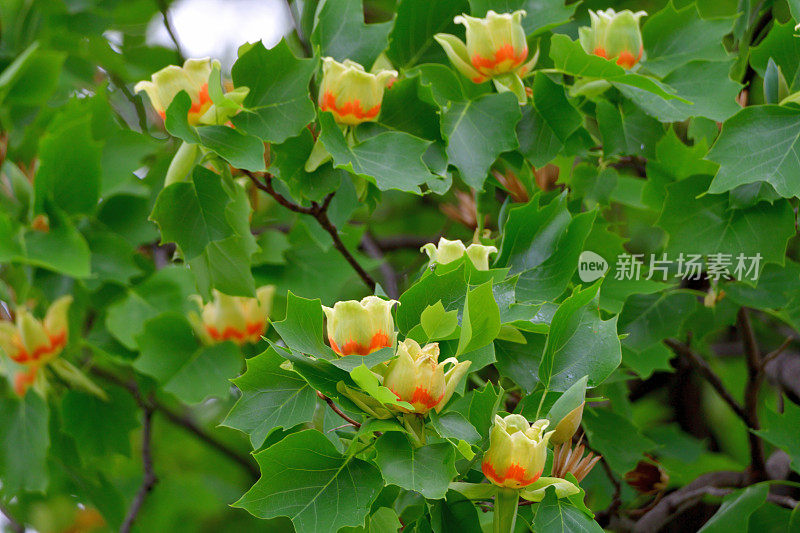 郁金香树/鹅掌楸郁金香花